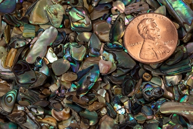 Paua Abalone - Med. 2oz