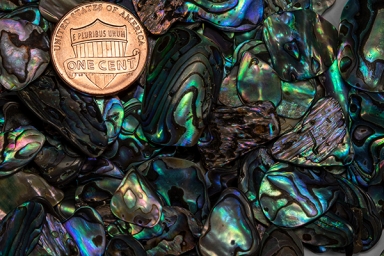 Paua Abalone - Lg 2oz