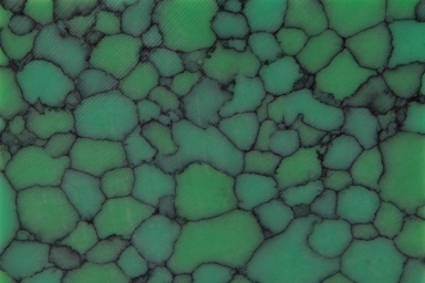 TruStone 1-1/2" Varasite Web